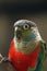 The crimson-bellied parakeet Pyrrhura perlata, portrait of a parrot on a dark background