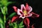 Crimson bi-color columbine flower