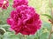 Crimson bloomed peony in the garden