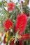 Crimson Bottlebrush