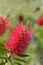 Crimson bottlebrush