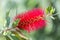 Crimson Bottlebrush Bloom.