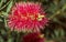 Crimson Bottlebrush Bloom during fall.