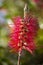 Crimson Bottlebrush (Callistemon citrinus)