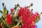 Crimson Bottlebrush flowers close up