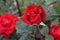 Crimson Bouquet Rosebud 02