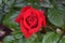 Crimson Bouquet Rosebud Flower with Leaves