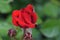 Crimson Bouquet Rosebud Flower on Stem