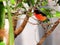 Crimson-breasted finch bird