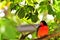 Crimson-breasted finch bird in aviary, Florida