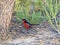 Crimson-breasted Shrike, Laniarius atrococcineus, Kalahari, South Africa