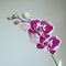Crimson bright orchid in early bloom on a light background. The