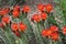 Crimson Cactus Flowers at Gateway