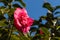 Crimson camellia flower against blue sky