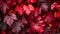 Crimson Canopy: Autumn Red Grape Leaves Unveil Captivating Background -