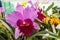 Crimson Cattleya orchid flower with center focus and rest of image blurred