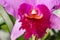 Crimson Cattleya orchid flower with center focus and rest of image blurred