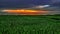 The crimson cloud above rice fields