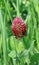 Crimson Clover