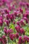 Crimson Clover Crop - Trifolium incarnatum 2