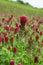 Crimson Clover flower standing tall