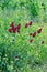 Crimson clover flowers