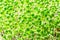 Crimson clover sprouts, close up, Italian clover microgreens, Trifolium incarnatum