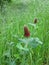 Crimson clover, Trifolium incarnatum