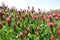 Crimson clover (Trifolium incarnatum)