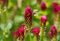 Crimson Clover, Trifolium incarnatum, with a honey bee