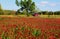 Crimson Clovers and Red Jeep