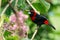 Crimson-collared Tanager