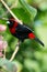 Crimson-collared Tanager