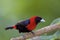 Crimson-collared Tanager  837840