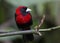 Crimson-collared Tanager Ramphocelius sanguinolentus