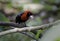 Crimson-collared Tanager (Ramphocelius sanguinolentus)