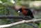 Crimson-collared Tanager (Ramphocelius sanguinolentus)