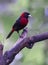 Crimson-collared Tanager Ramphocelius sanguinolentus