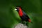 Crimson-collared Tanager, Ramphocelus sanguinolentus, exotic tropic red and black song bird form Costa Rica, in the green forest n