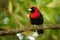 Crimson-collared Tanager - Ramphocelus sanguinolentus is small Middle American black and red song bird, sometimes own as