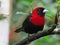 Crimson Collared Tanager-Tangara Capuchirroja-Ramphocelus sanguinolentus (2)