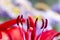 Crimson colored daylily covered in raindrops