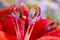 Crimson colored daylily covered in raindrops