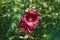 Crimson coloured hollyhock in an English garden