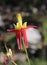 Crimson columbine