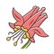 Crimson columbine color icon. Aquilegia formosa. Blooming wildflower. Spring blossom. Red columbine. Wild herbaceous