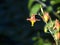 Crimson Columbine Wildflower