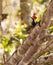 Crimson-crested Woodpecker