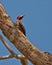 Crimson-crested Woodpecker