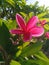 Crimson Delight: Captivating Beauty of a Red Plumeria Flower